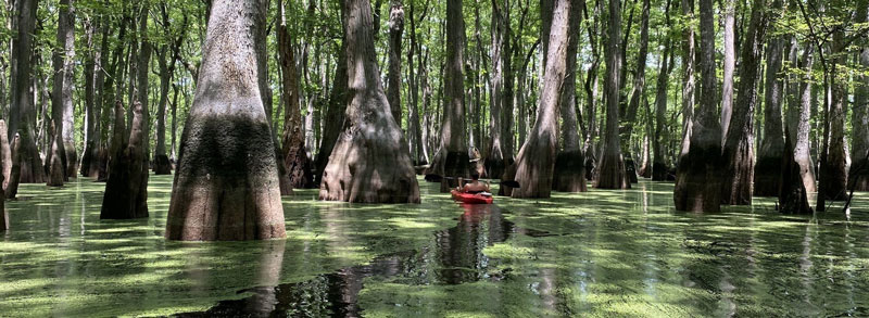 Ebenezer Creek Kayaking