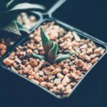 Herbciepscam: What You Should Know About This Online Trend
