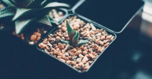 Herbciepscam: What You Should Know About This Online Trend